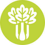 Celery.png