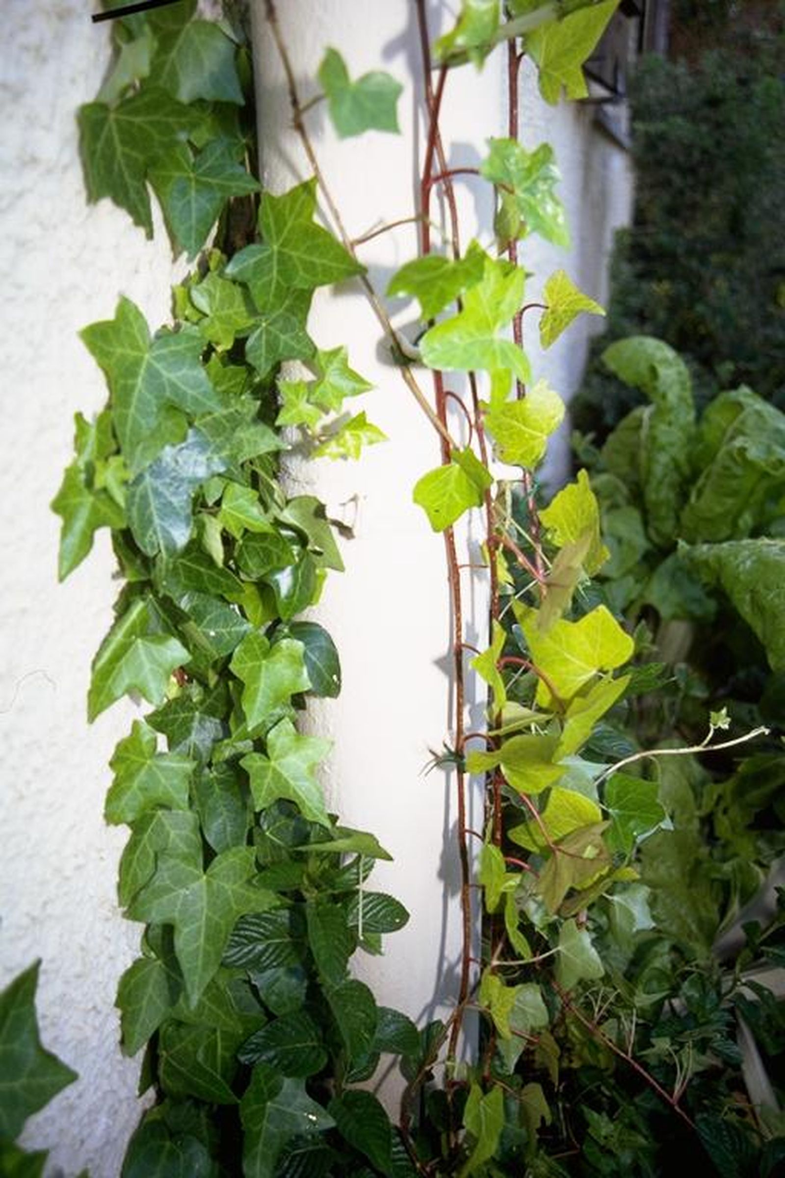 Amarres para plantas trepadoras paso 5