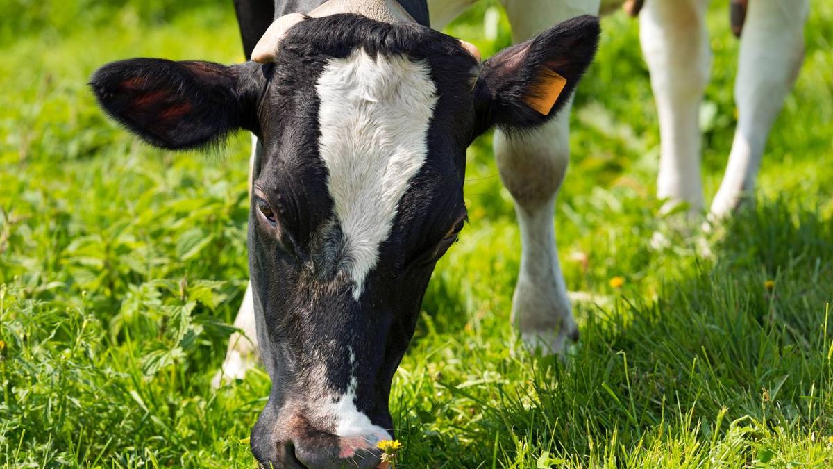 La alimentación de las vacas es un aspecto clave para su salud.