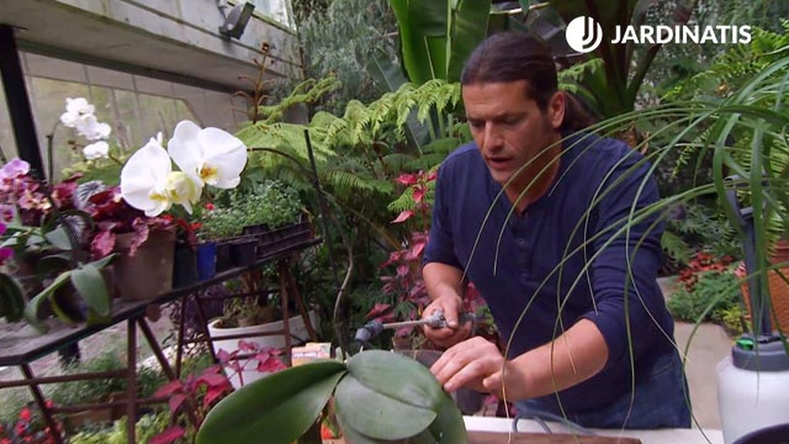 deco 659 eliminar plaga cochinilla productos bio pulverizar orquidea