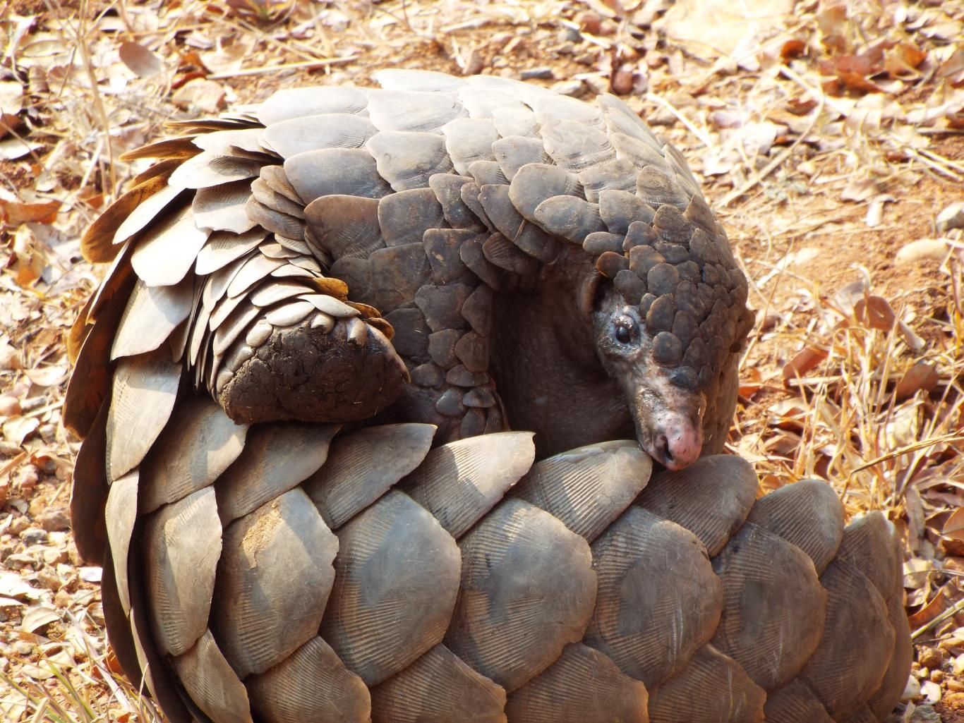 Pangolín (Pholidota).