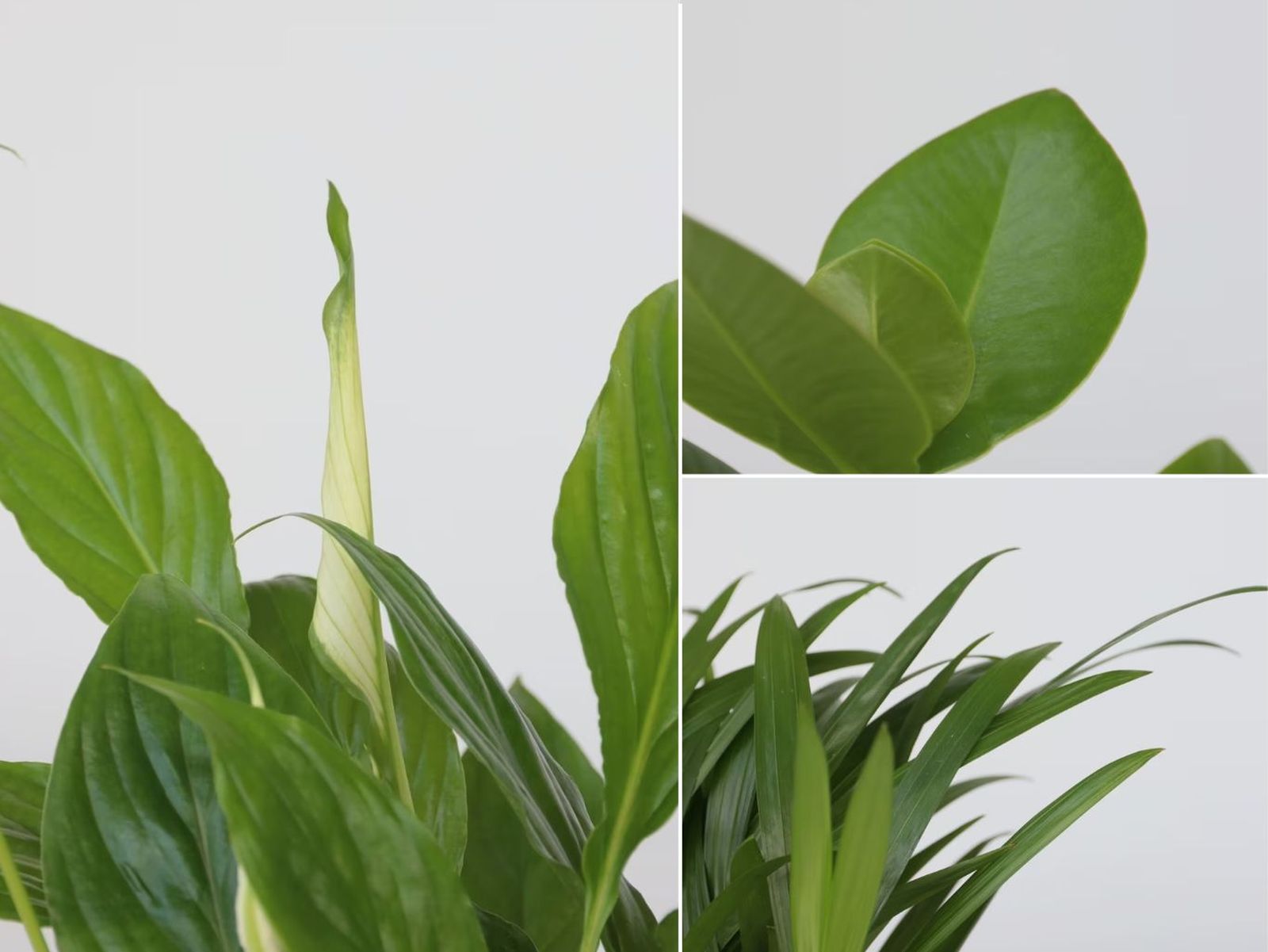 De izq. a drch.: Hoja de spathiphyllum, clusia y areca.