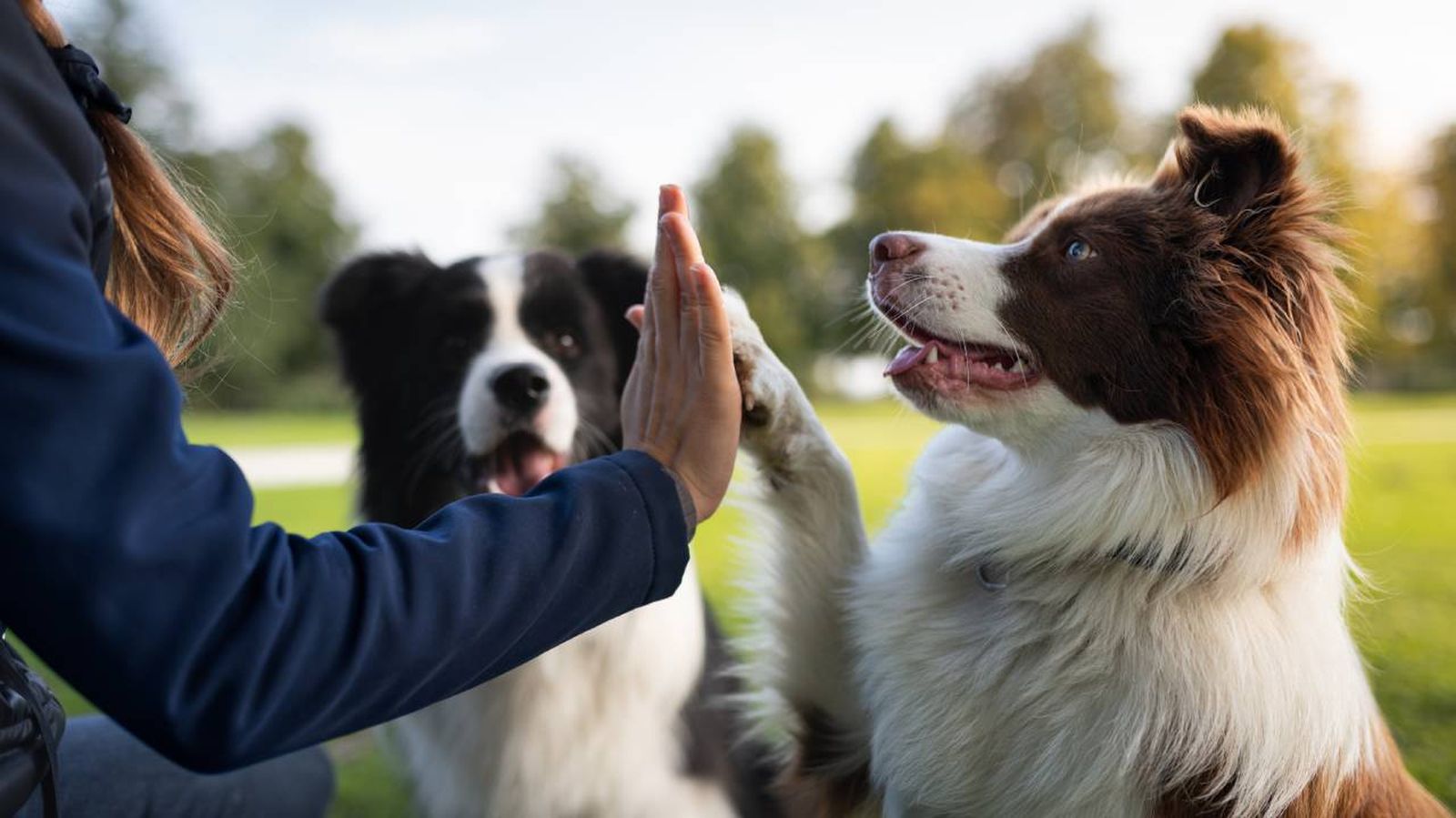 El envejecimiento de los perros no es lineal.