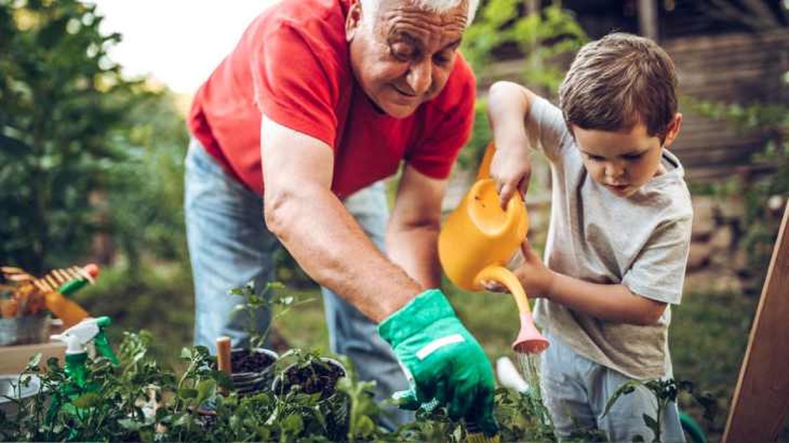riego adecuado plantas evitar hongos