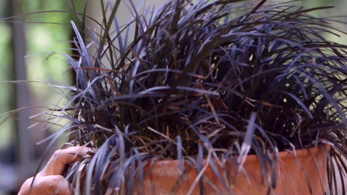 brico 916 3 escudo persa plantas hoja negra ophiopogon