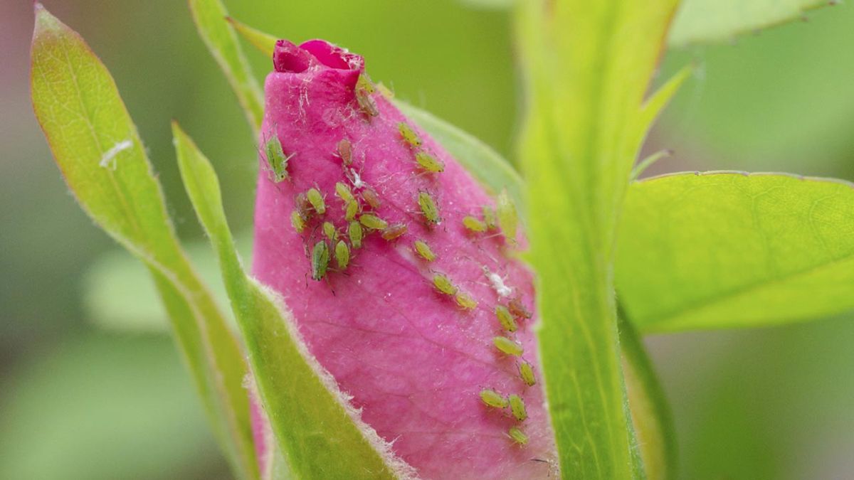 plagas y enfermedades de plantas en primavera y verano