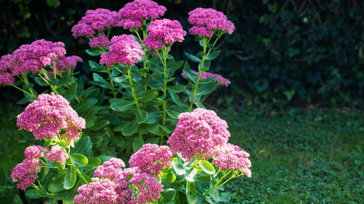 Sedum spectabile otoño xl
