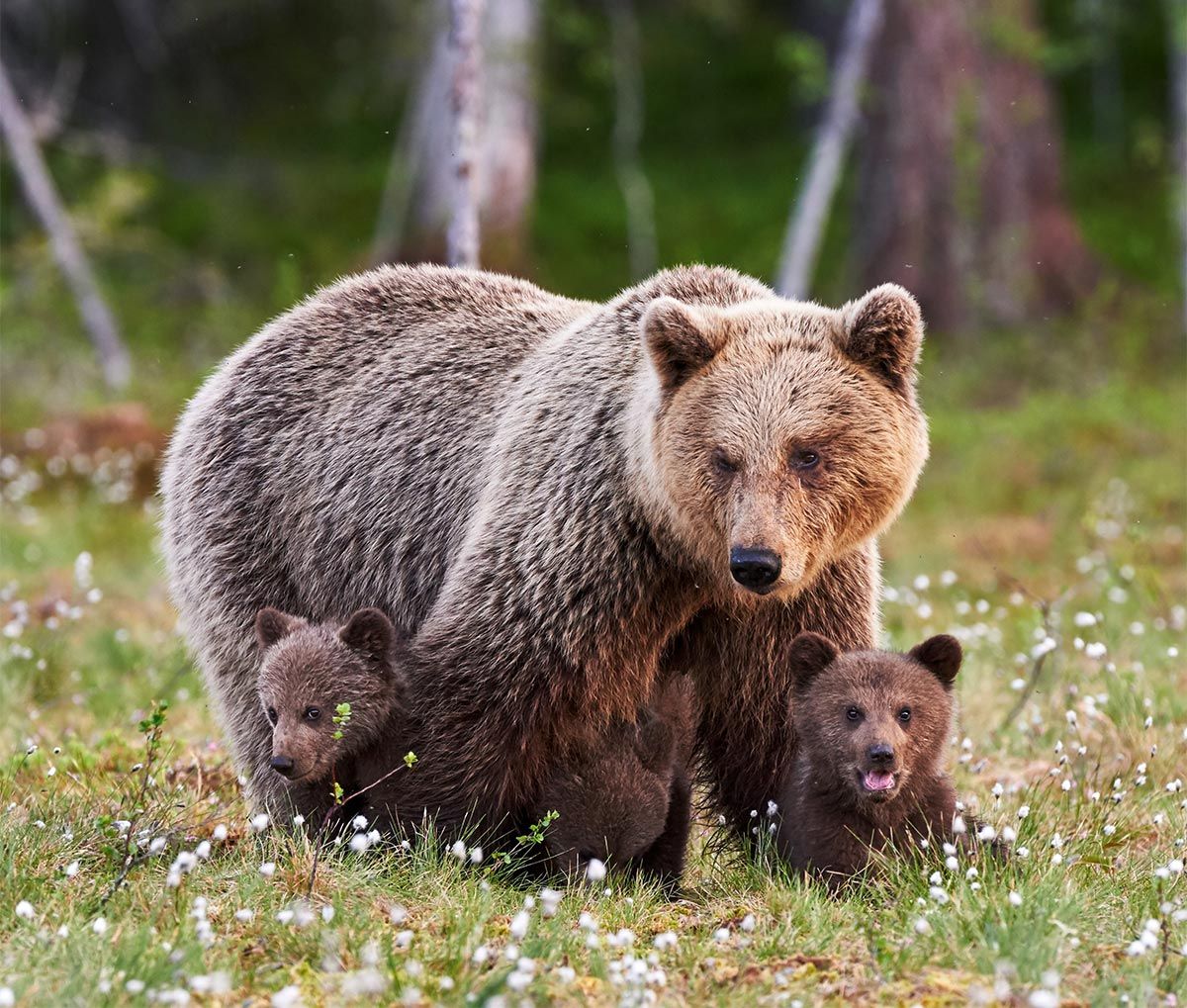 madres reino animal osa