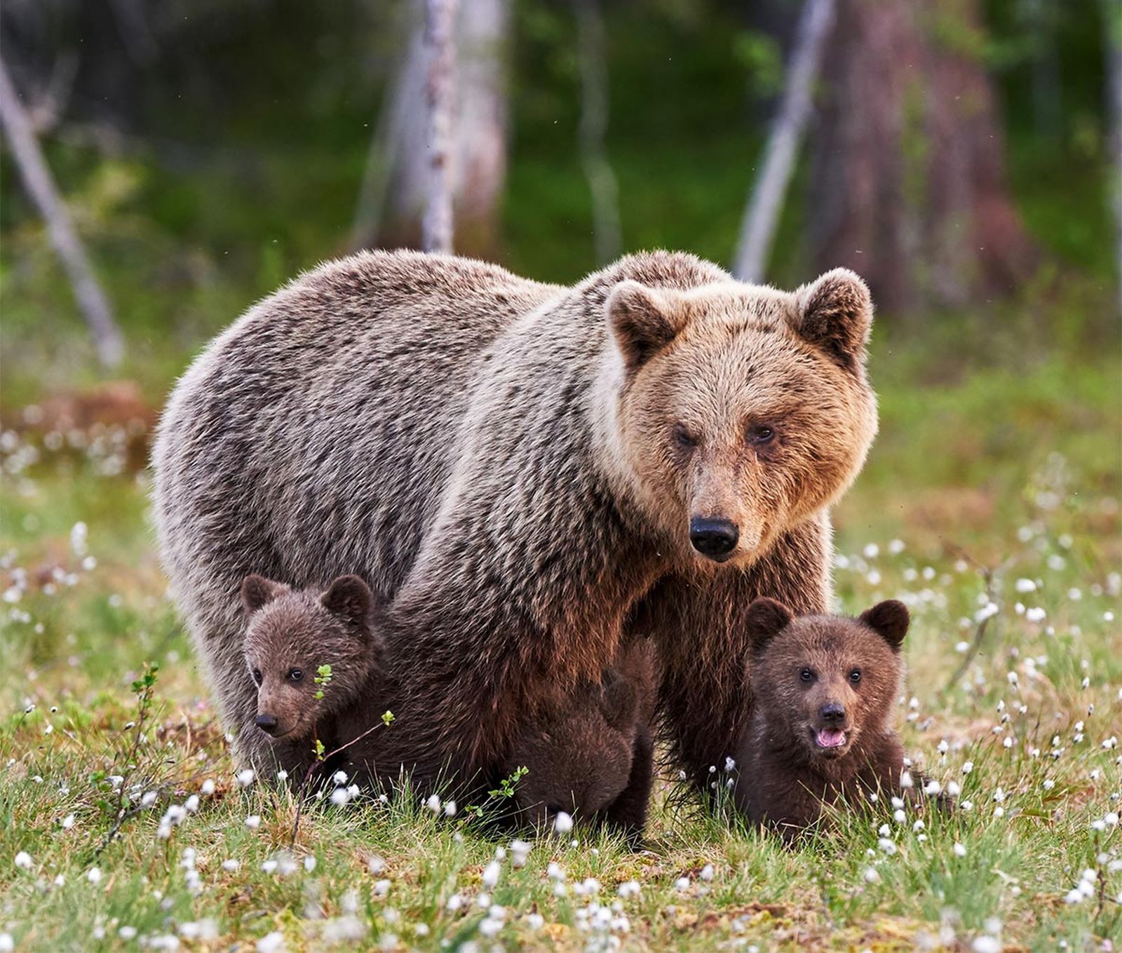 madres reino animal osa