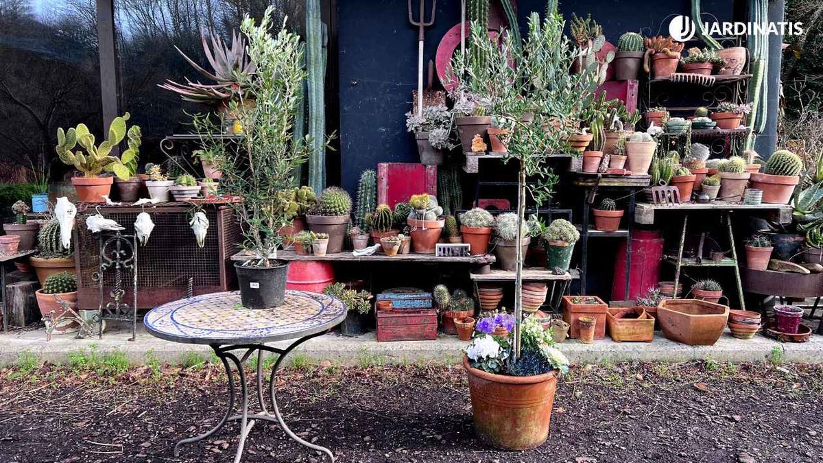 olivo en maceta cuidados cultivo