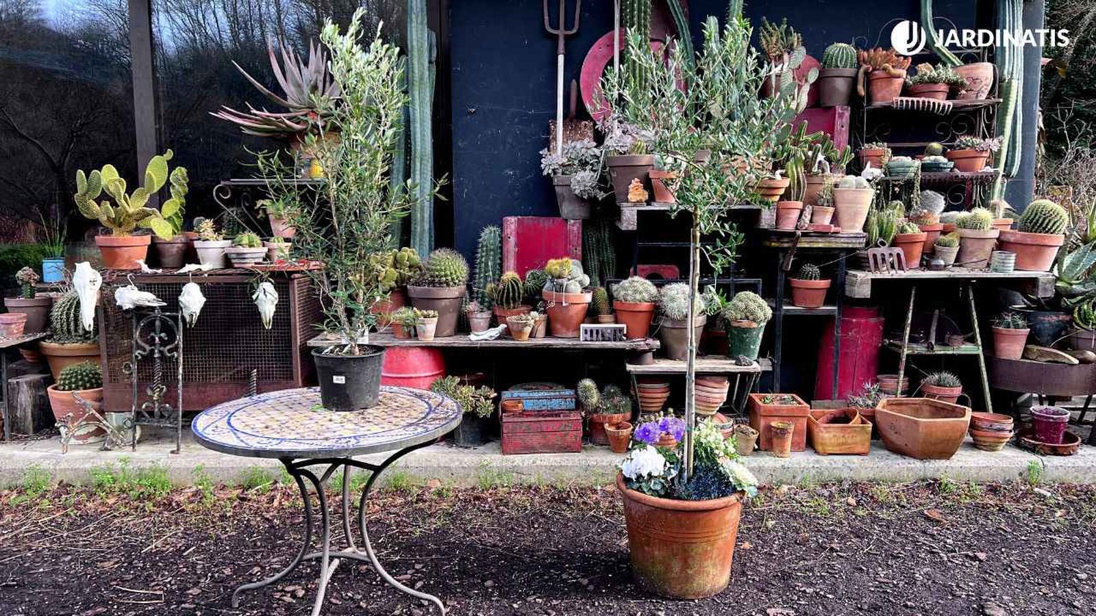 olivo en maceta cuidados cultivo