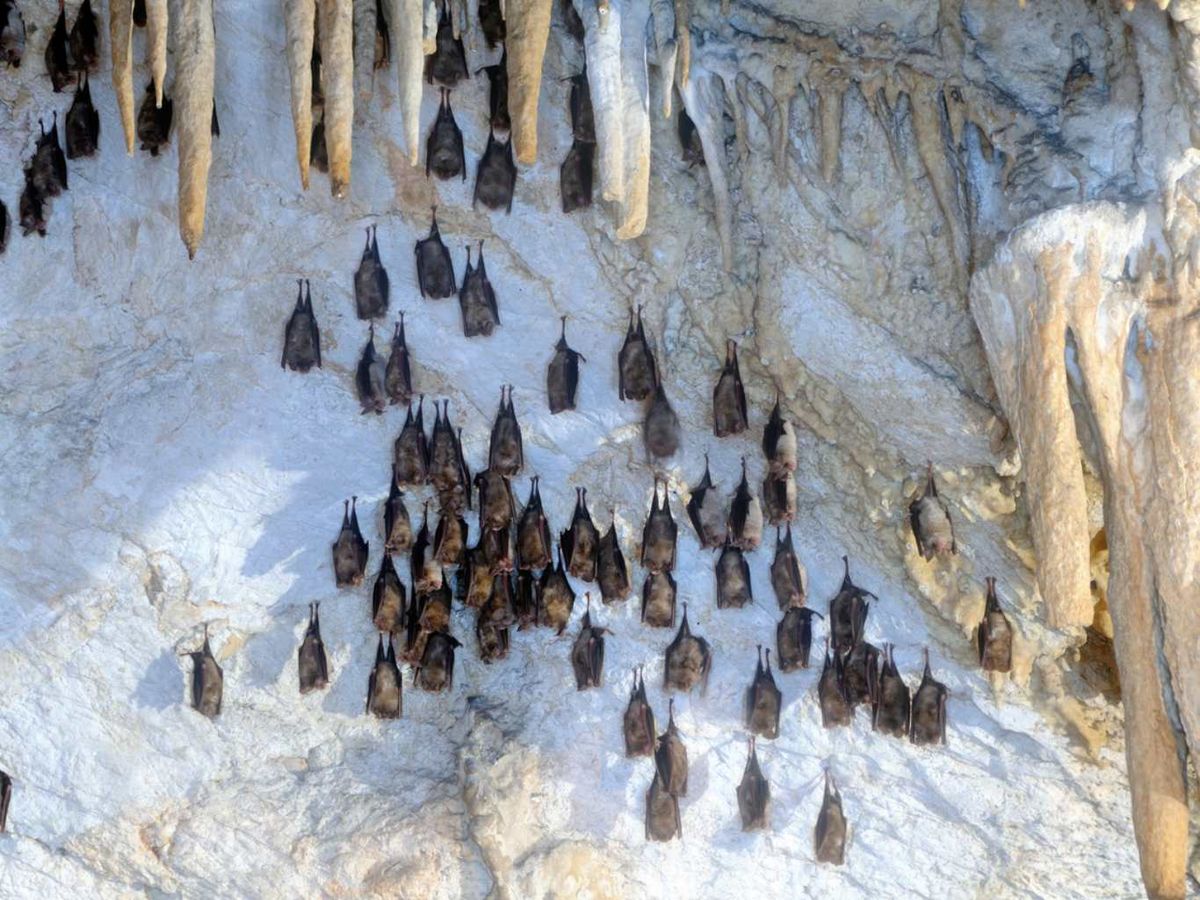 Murciélagos vampiros.