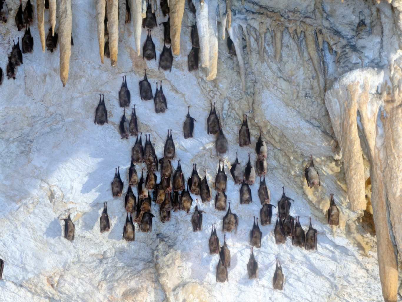 Murciélagos vampiros.