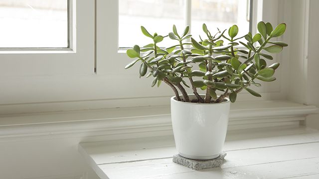 planta de jade suerte