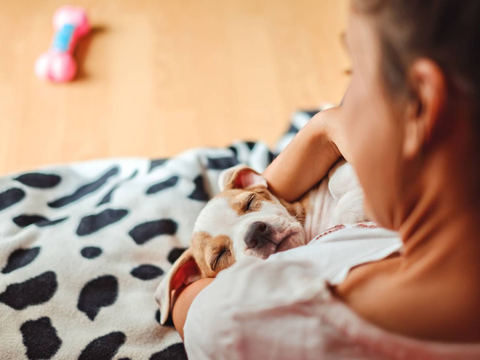 Si la temperatura del perro es superior a los 39,2 °C, se considera fiebre.