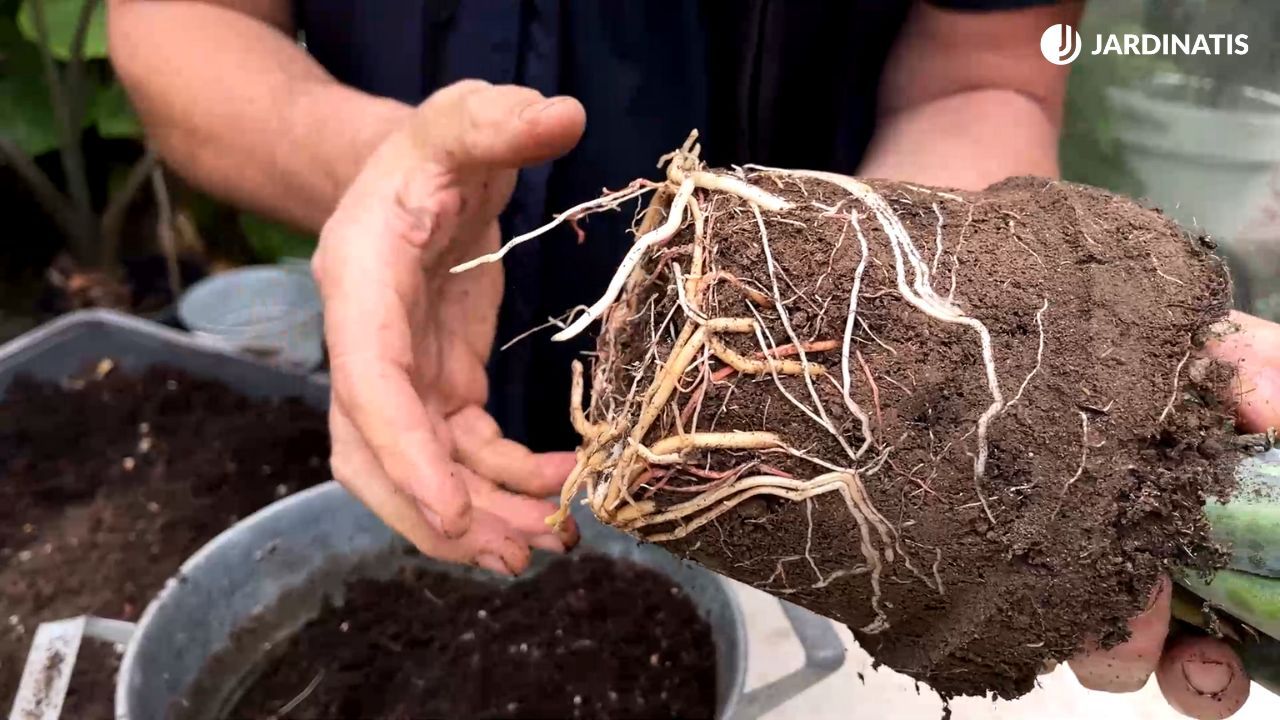sistema radicular de la planta mangave jardinatis 23 35
