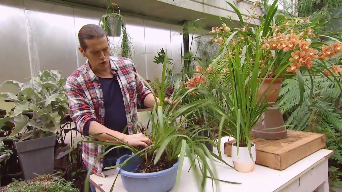 deco 681 orquideas invierno cymbidium rustica