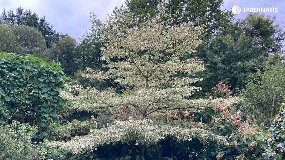 Porte a capas del Cornus controversa variegata