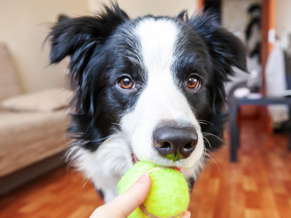 La facilidad para socializar influye en el nivel de inteligencia de un perro.