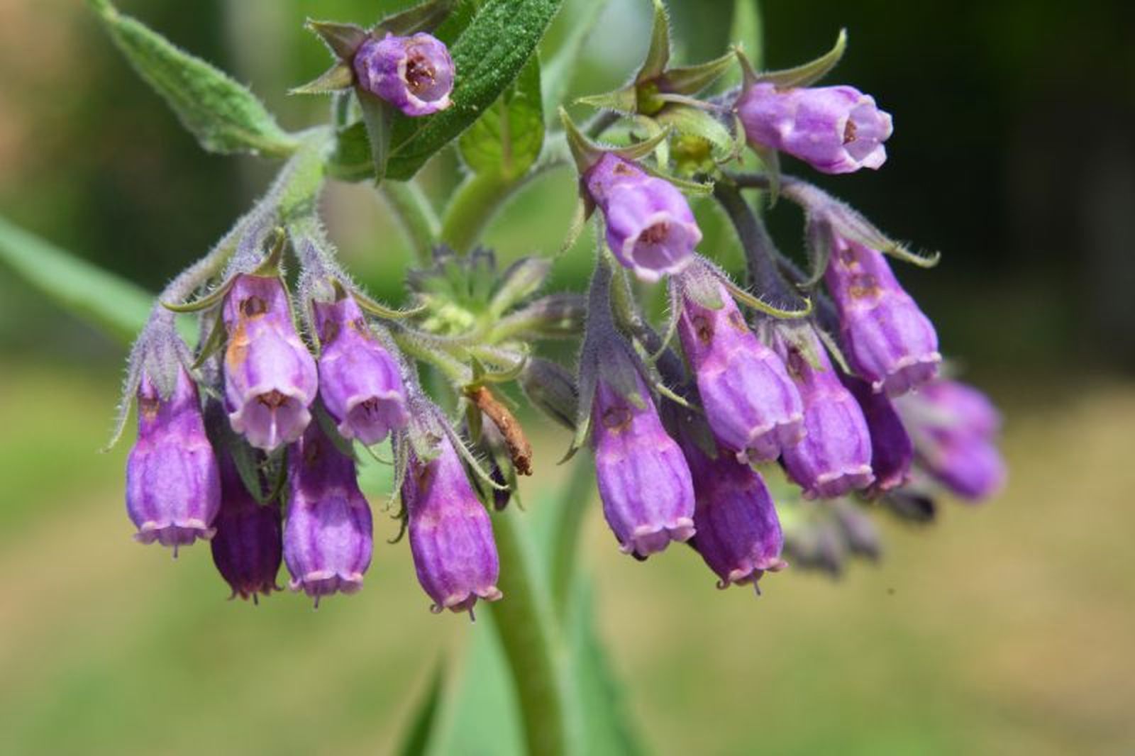 Planta suelda con suelda, también conocida como consuelda