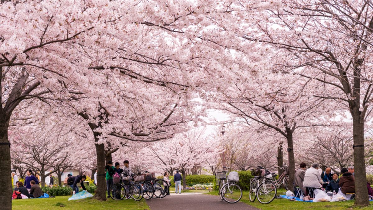 5 razones por las que visitar japon en primavera hanami
