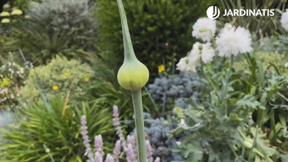 puerro plantar para decorar jardin en gris blanco xl