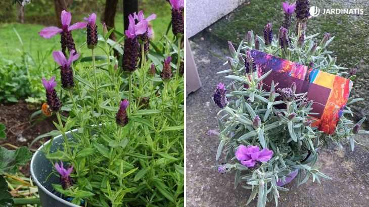 Flores de lavanda