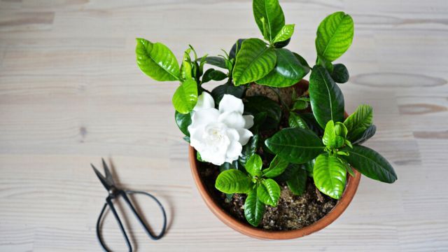 gardenias en maceta