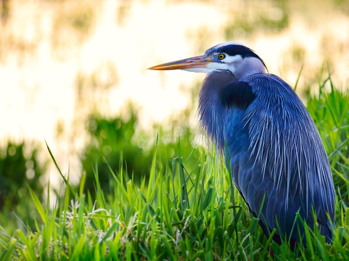 Ardea herodias plumas