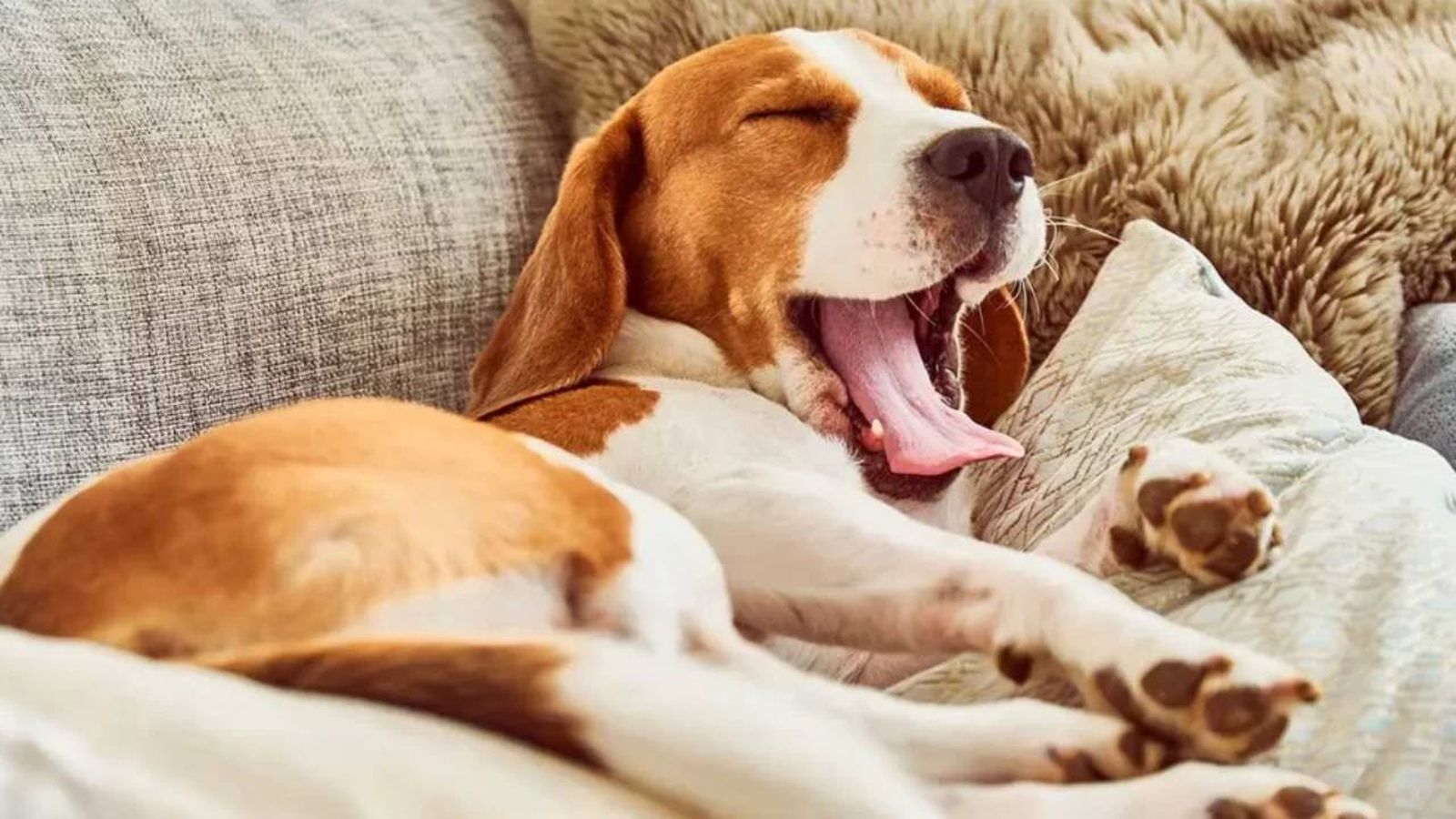 curiosidades sobre los perros 9 (1)