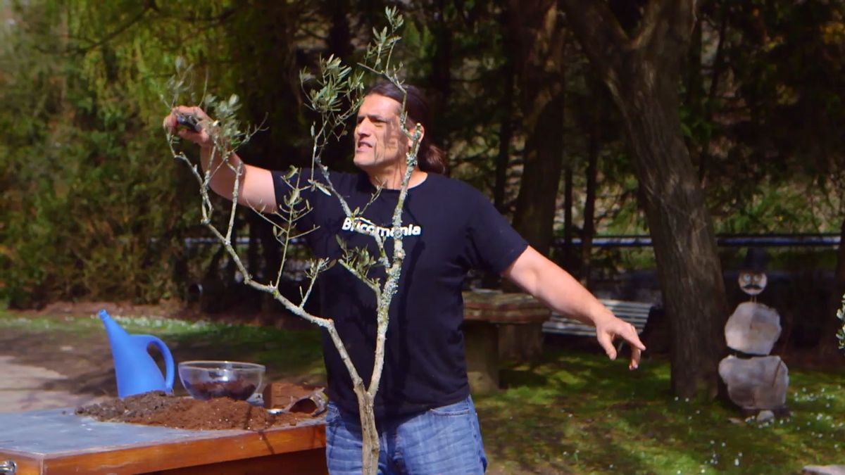 brico 0910 3 sanear olivo resultado poda