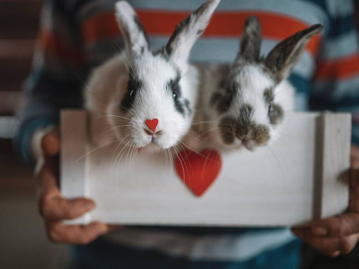 Los conejos se comunican a través de su lenguaje corporal y ciertos sonidos.