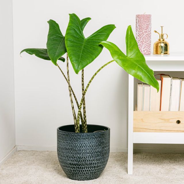 alocasia zebrina be green
