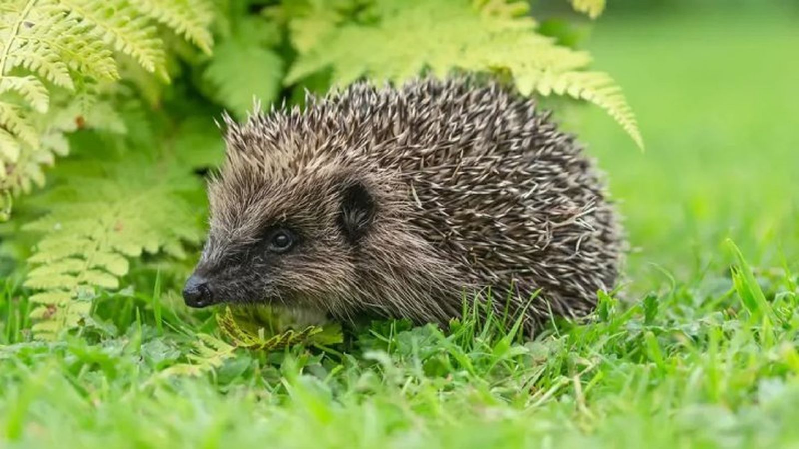 animales prohibidos como mascotas 4