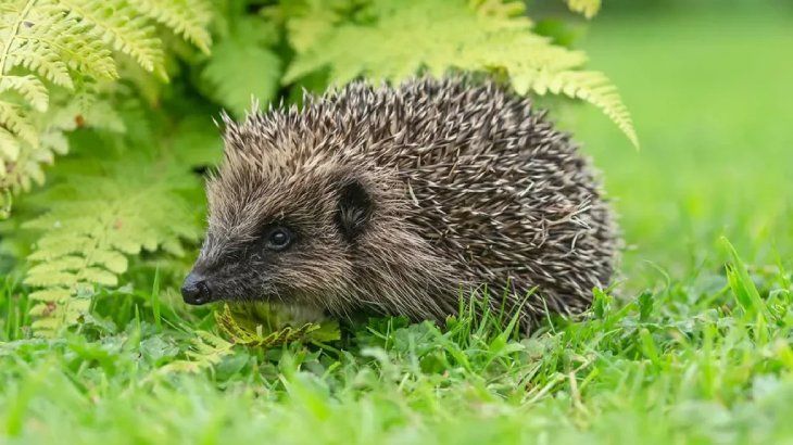 animales prohibidos como mascotas 4
