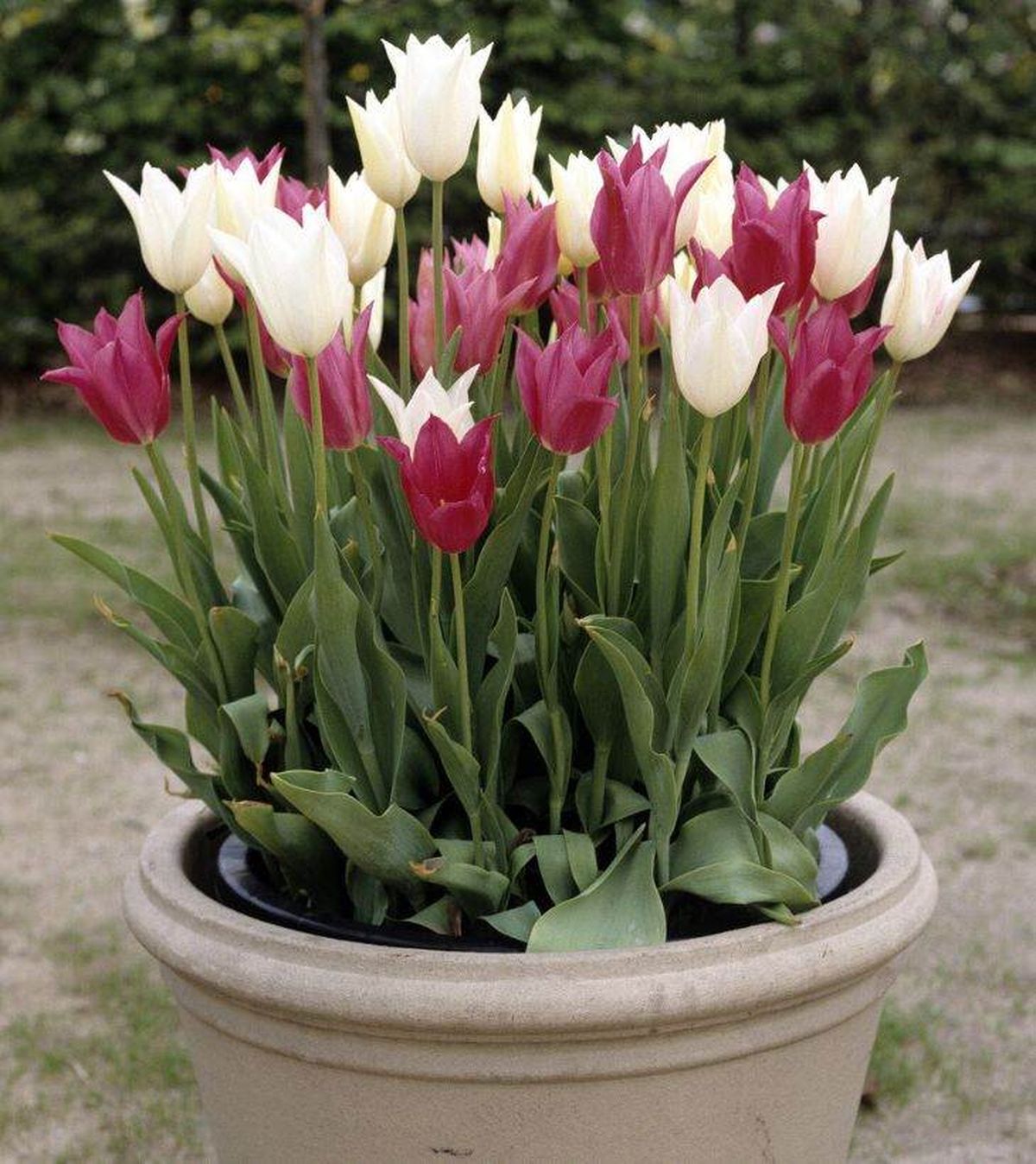 tulipanes blancos y rosas