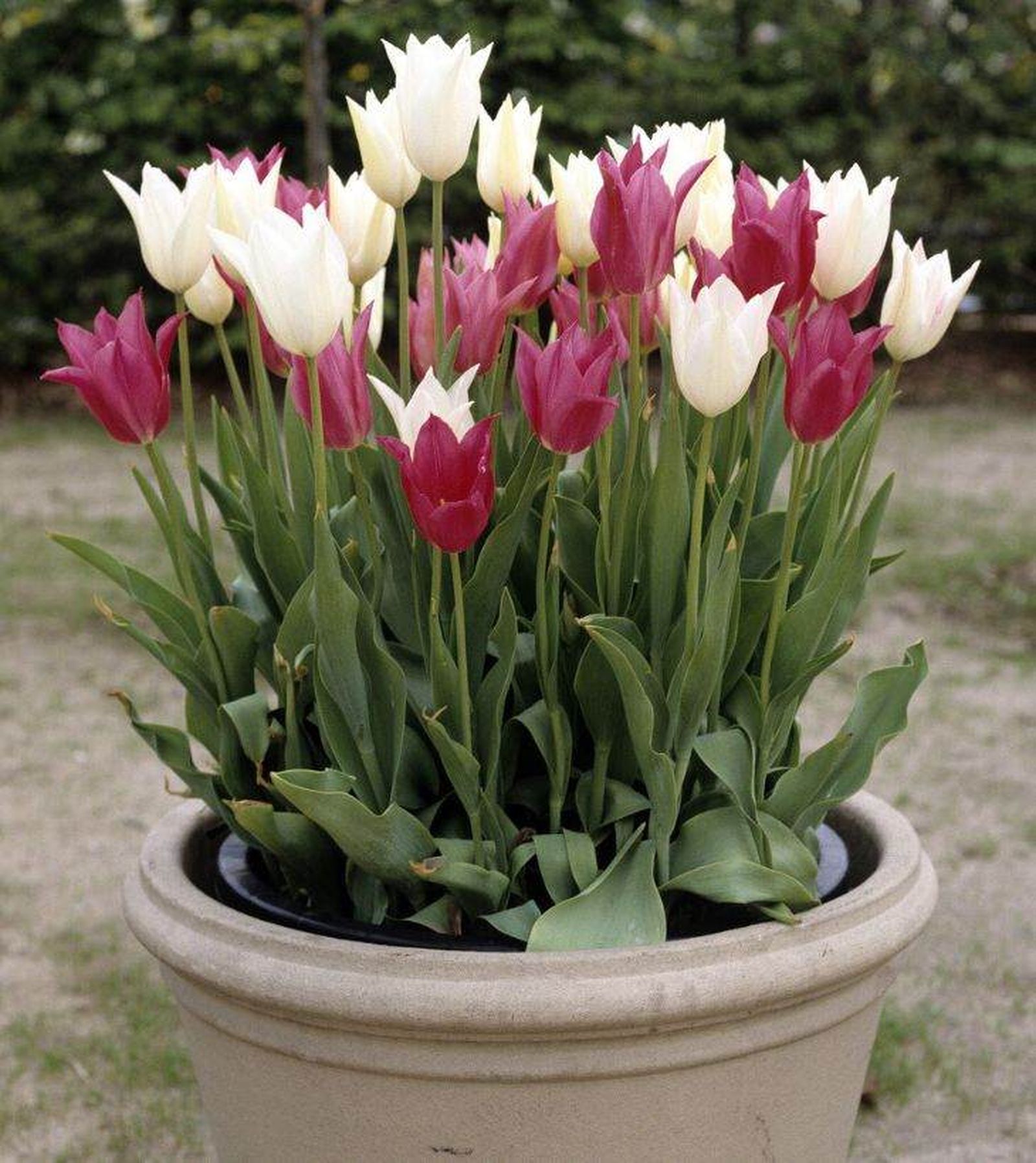 tulipanes blancos y rosas
