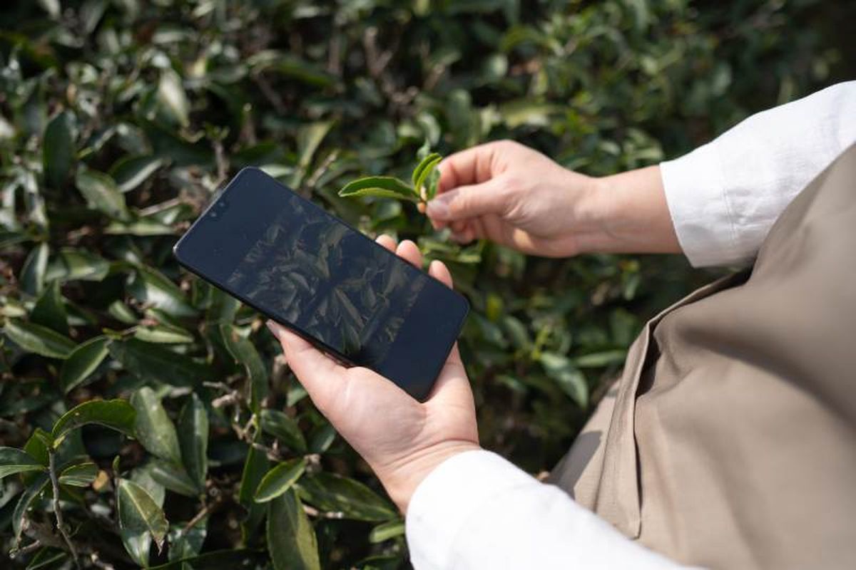 Hoja de laurel en la carcasa del móvil