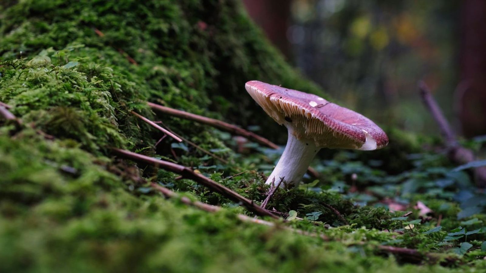 Los hongos, como las setas, son  organismos heterótrofos.