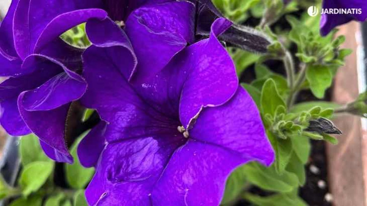 Petunias de flores lilas