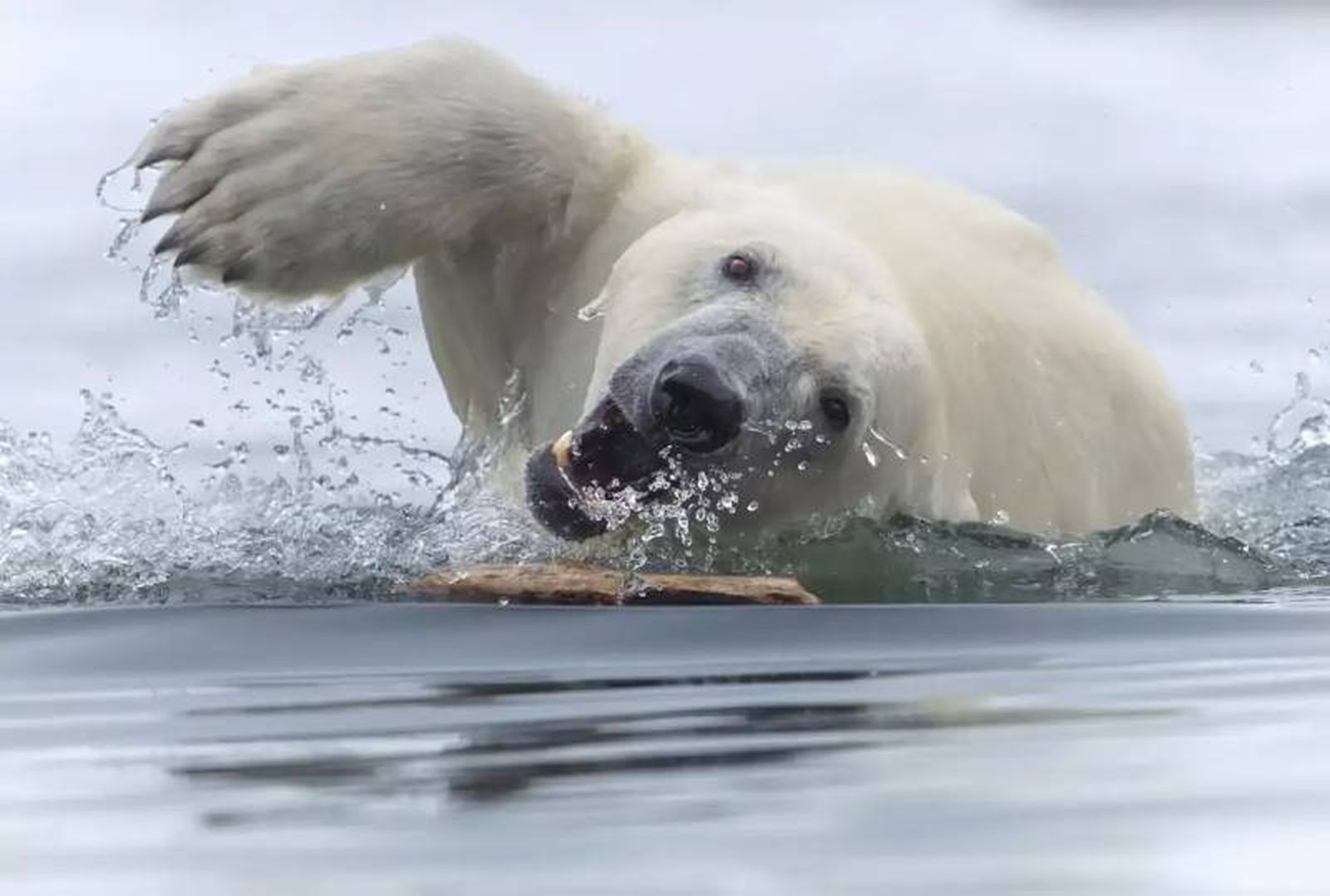 Juego inesperado: World Nature Photographer Awards