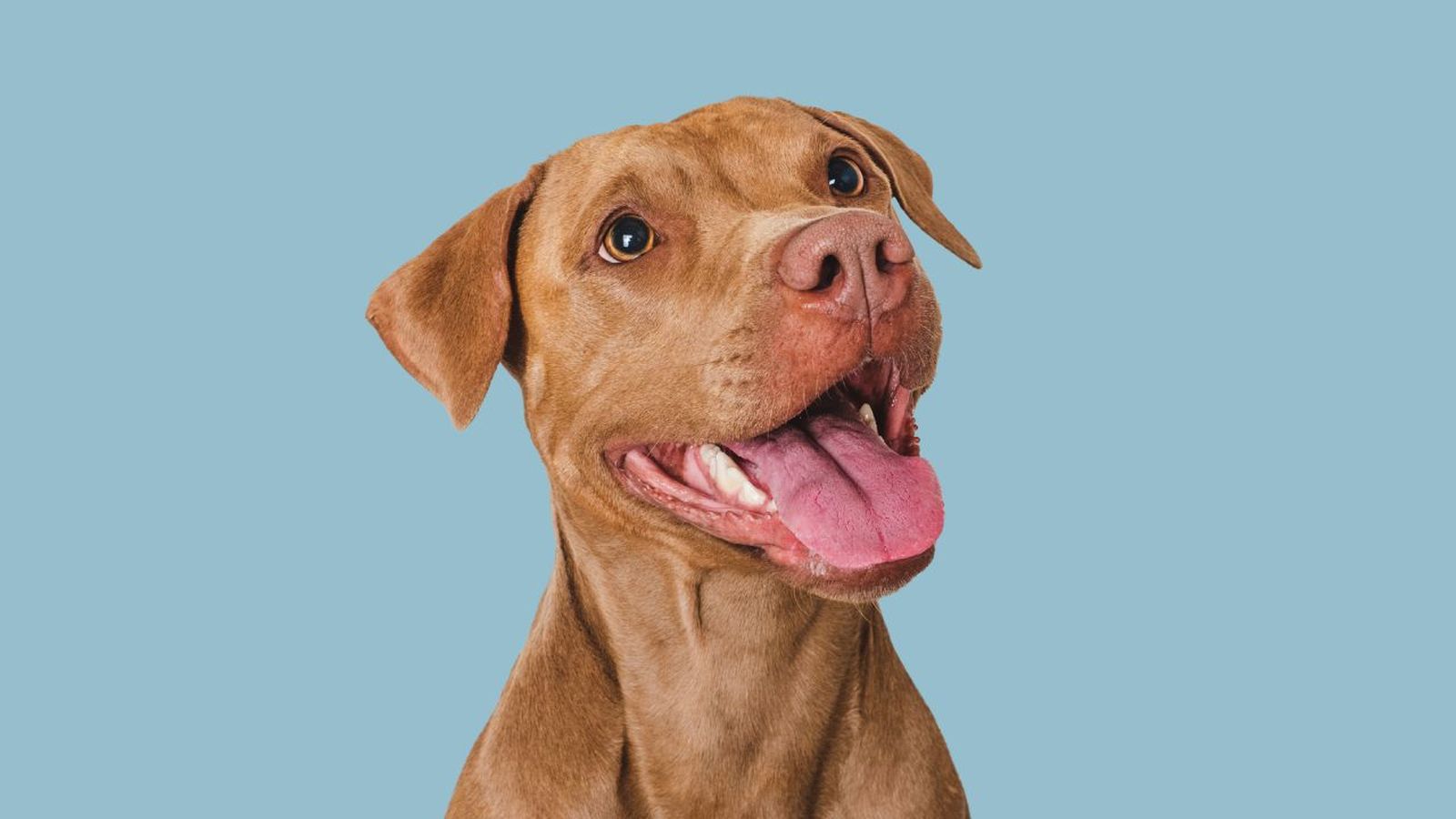 perros con sindrome de down