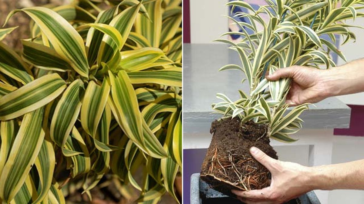 dracaena reflexa song of india