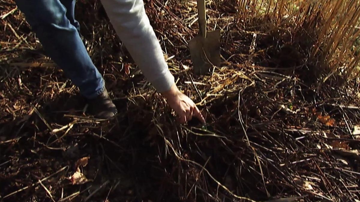 brico 631 jardin reproduccion persicaria amplexifolia