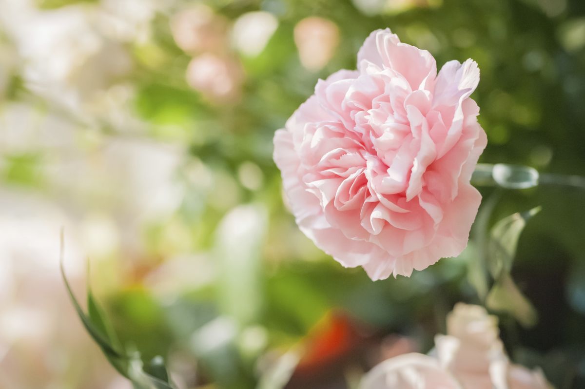 ROJA0022HU10_Claveles en maceta para balcón