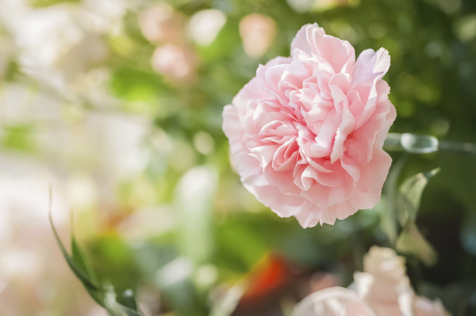 ROJA0022HU10_Claveles en maceta para balcón