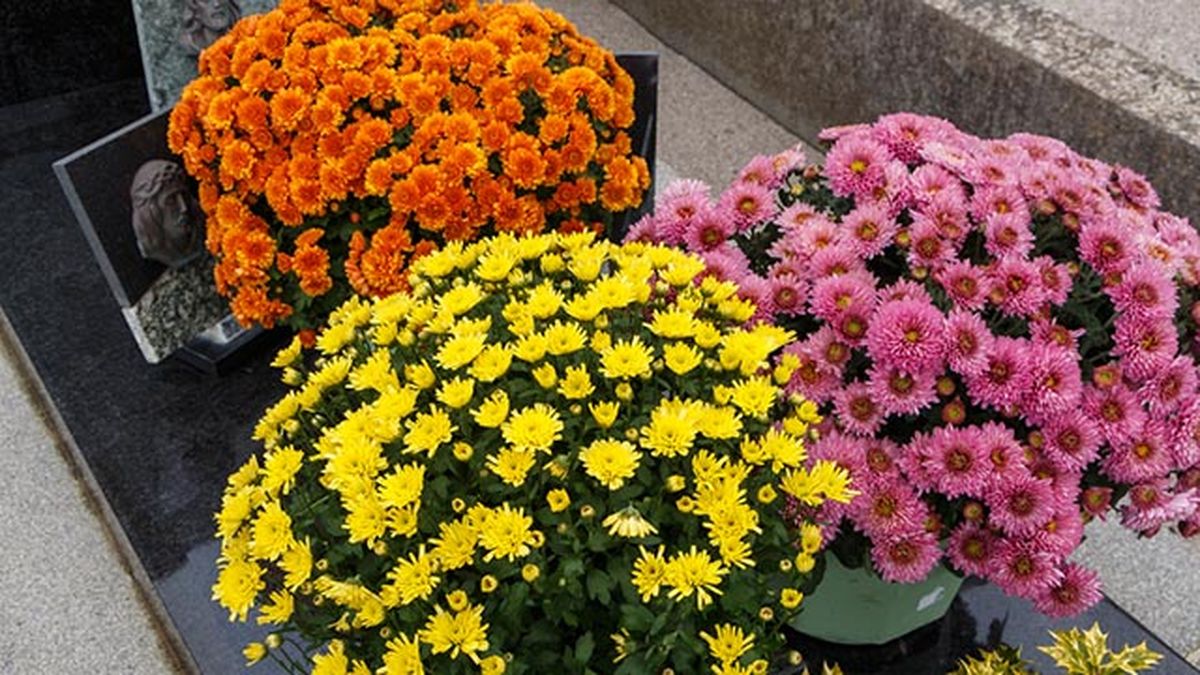 flores de crisantemos en el cementerio
