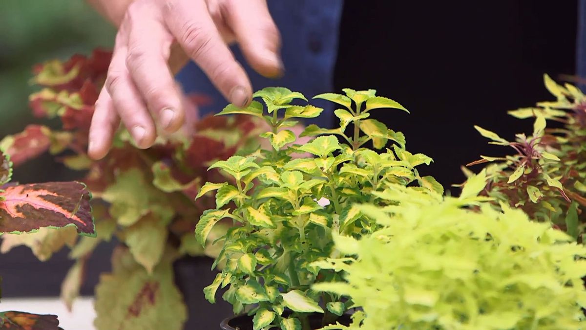 brico 957 3 variedades coleos tonalidades