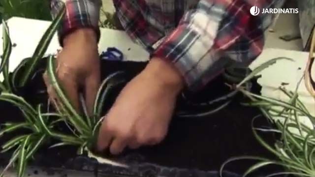 como reproducir la cinta jardinatis 2