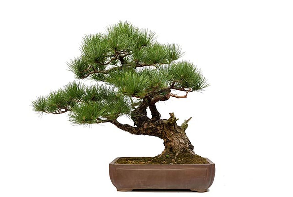 genero pinus bonsai